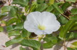 Beach morning-glory